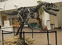 Allosaurus fragilis was found to have the highest number of stress fractures of any theropod examined in a 2001 study. Allosaurus SDNHM.jpg