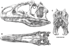 Illustrations showing the skull of A. jimmadseni from the side (A), top (B), and back (C) Allosaurus jimmadseni skull illustration.png