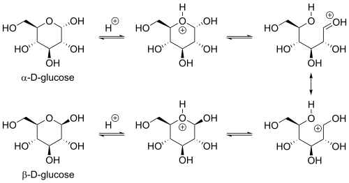 Widely proposed arrow-pushing mechanism for acid-catalyzed dynamic equilibrium between the a- and b- anomers of D-glucopyranose Alpha-D-glucose and beta-D-glucose acid-catalyzed mechanism.svg