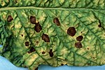 Miniatura per Alternaria alternata