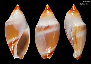 <i>Amalda coriolis</i> Species of gastropod