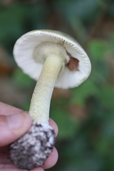 File:Amanita phalloides 96767733.jpg