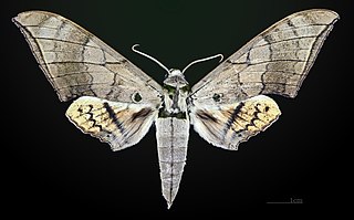 <i>Ambulyx wildei</i> Species of moth