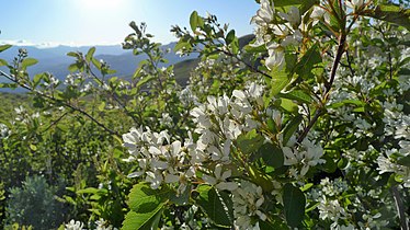 Amelanchier alnifolia on Badger Mountain, Douglas County Washington