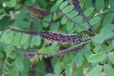 Tập_tin:Amorpha_ouachitensis_-_Fleurs-2.jpg