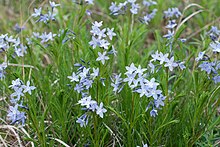 Амсония цилиата var tenuifolia.jpg