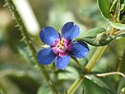 Anagallis arvensis (8744288553).jpg