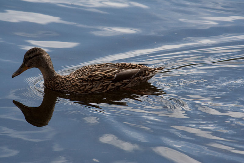 File:Anas platyrhynchos -Loch Katrine, Stirling, Scotland -female-8 (1).jpg