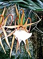 Angraecum viguieri