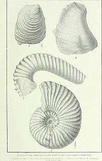 <span class="mw-page-title-main">Grayson Marl</span> Geologic formation in Texas, United States