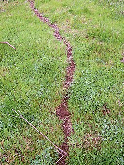 An ant trail Ant trail.jpg