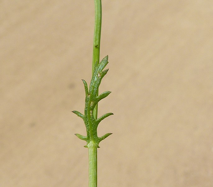 File:Anthemis tinctoria leaf (01).jpg