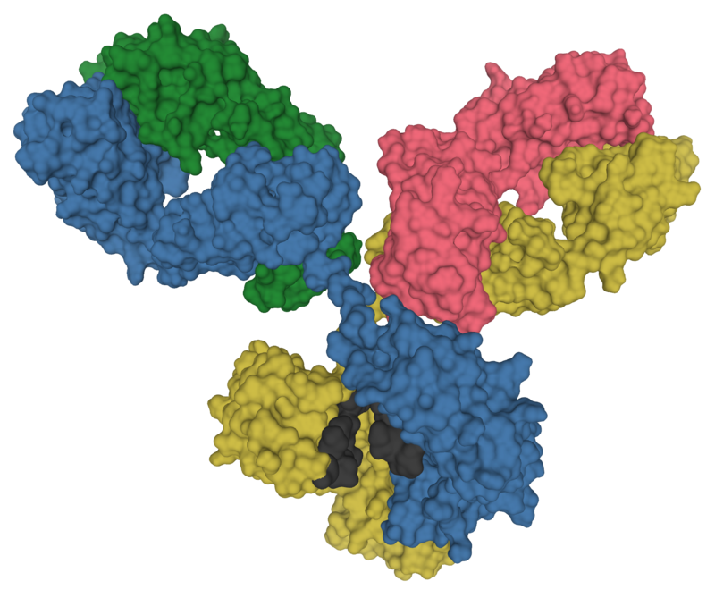 Immunoglobulin G - Wikipedia