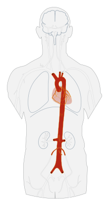 Aorta scheme noTags.svg