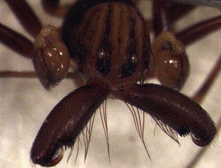 Tập_tin:Aotearoa_magna_(male_chelicerae).jpg