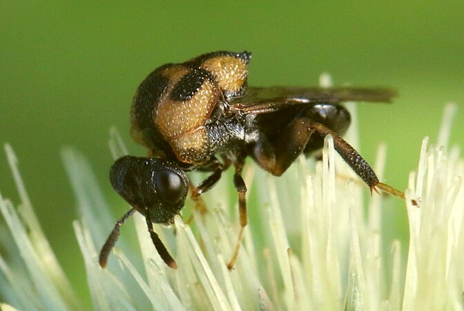 Aperilampus sp., female