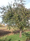 Apfelbaum im Oktober.JPG