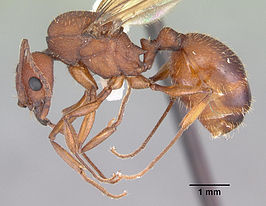 Aphaenogaster treatae