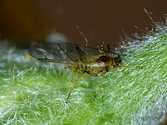 Brevicoryne brassicae (Cabbage Aphid), winged form