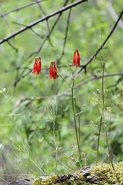 File:Aquilegia canadensis 1974 2x3.jpg