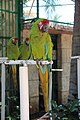 Image of birds to help identify species of File:Ara ambiguus at Paradise Village Resort.jpg