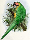 Thumbnail for Dominican green-and-yellow macaw