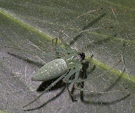 Araneus talipedatus