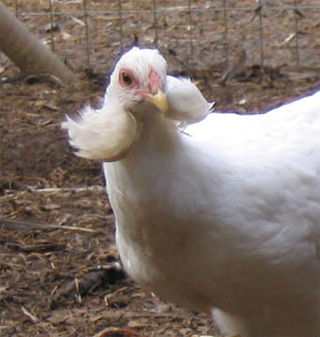 <span class="mw-page-title-main">Araucana</span> Breed of chicken