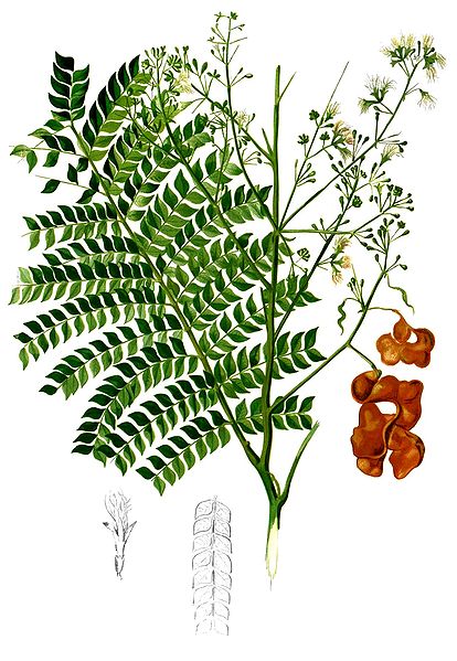 File:Archidendron scutiferum Blanco2.447-cropped.jpg