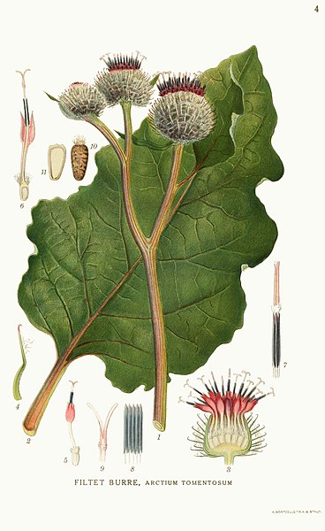 File:Arctium tomentosum - Billeder af Nordens Flora.jpg