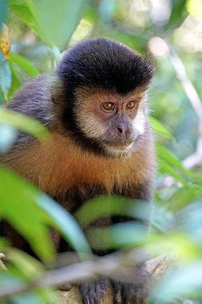 File:Argentina-01440 - Capuchin Monkey (48994277533).jpg