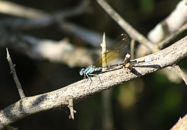 Argia rhoadsi