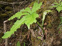 Arisaema longipedunculatum