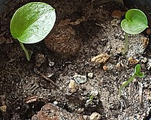 Seedlings of Arisarum simorrhinum Durieu Arisarum simorrhinum Durieu seedlings.jpg