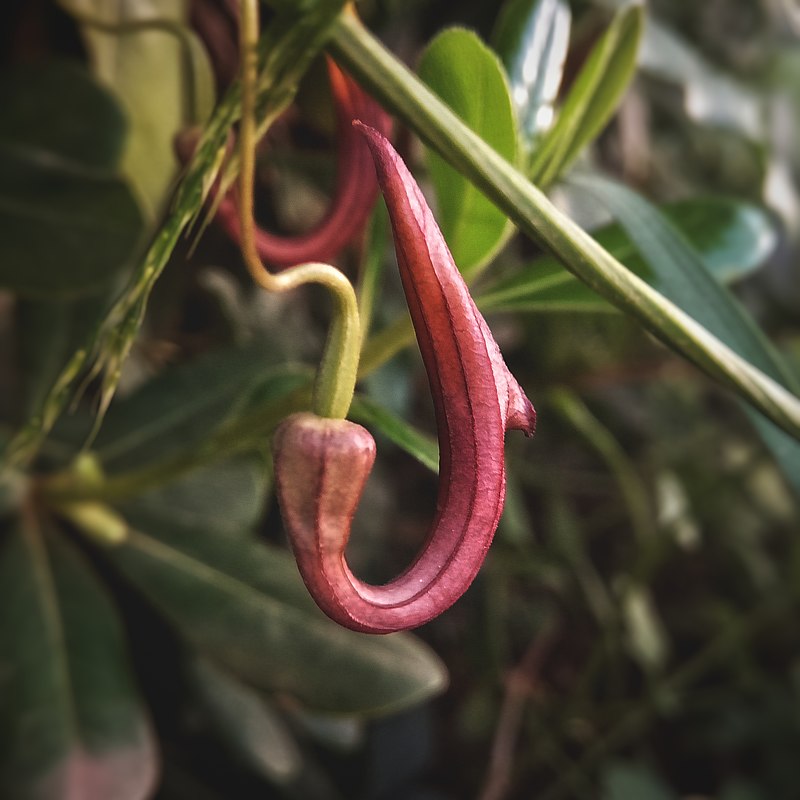 Tình yêu cây cỏ ĐV2 - Page 15 800px-Aristolochia_sempervirens