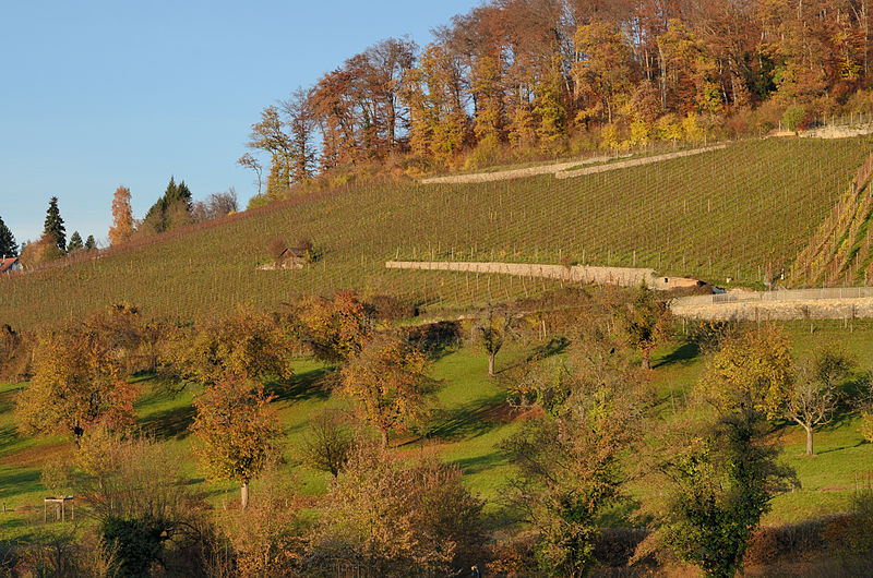 File:Arlesheim - Rebhang.jpg