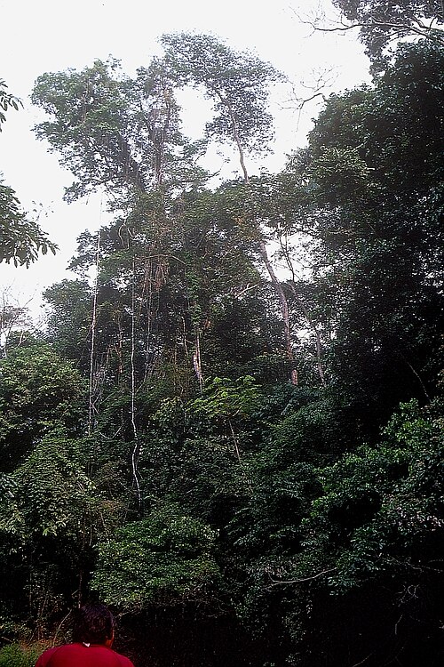 Artenreicher Regenwald Madre de Dios.jpg