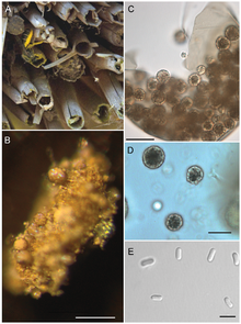 Ascosphaera callicarpa.png 