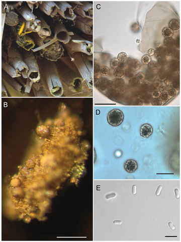 Ascosphaeraceae