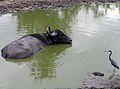 Búfalo-asiático na água