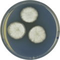 Aspergillus egyptiacus growing on CYA plate