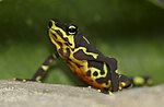 Miniatura para Atelopus limosus