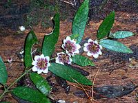 Atherosperma moschatum