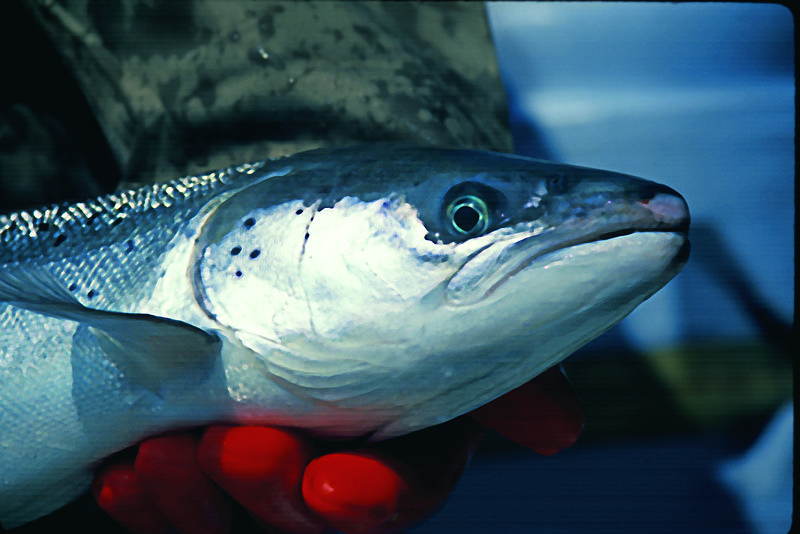 File:Atlantic Salmon female (9680674470).jpg