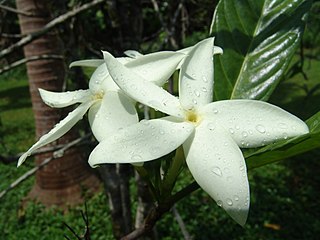 <i>Atractocarpus hirtus</i> Species of plant in the family Rubiaceae endemic to Queensland