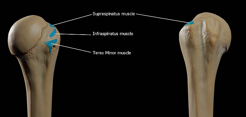 File:Attachments-of-greater-tubercle.jpg