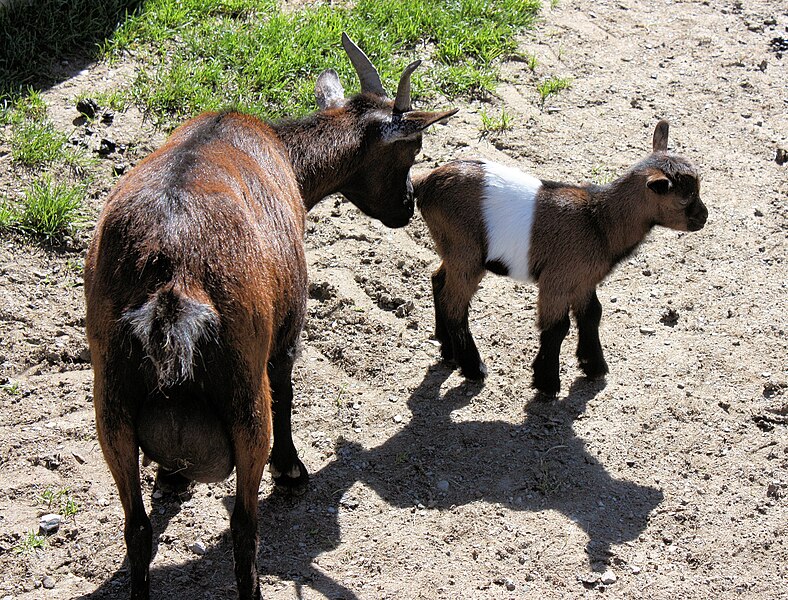 File:Aurach bei Kitzbühel, Wildpark, Zwergziegen.jpg