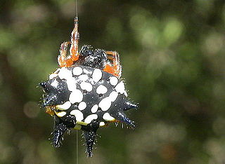 <i>Austracantha</i> species of arachnid