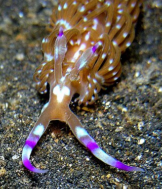 <i>Austraeolis</i> Genus of gastropods