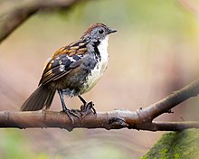 Australia Logrunner male.jpg